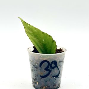 Begonia Julau U684 39