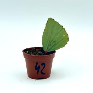 Begonia Julau U684 42