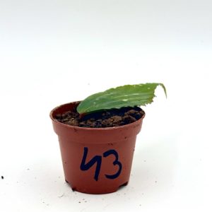 Begonia Julau U684 43