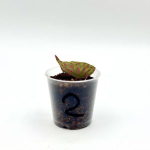 Begonia cf. Roseopunctata 2