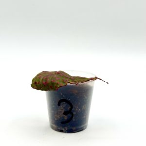 Begonia cf. Roseopunctata 3