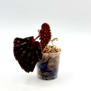 Begonia Chlorosticta x Darthvaderiana 1