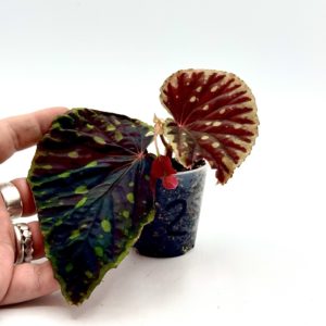 Begonia Chlorosticta x Darthvaderiana 2