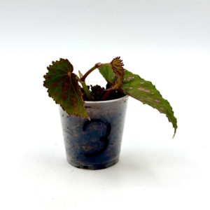 Begonia Cf Negrosensis 3