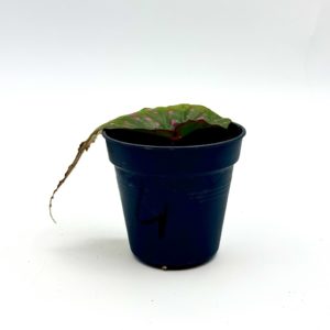 Begonia Cf Negrosensis 4