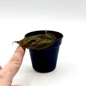 Begonia Cf Negrosensis 5