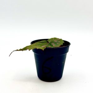 Begonia Cf Negrosensis 6