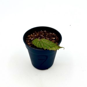 Begonia Cf Negrosensis 7