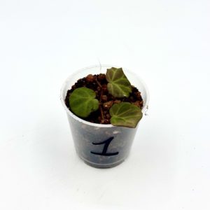Begonia sp Sarawak 1