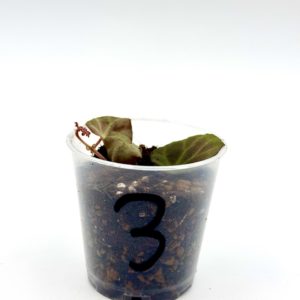 Begonia sp Sarawak 3
