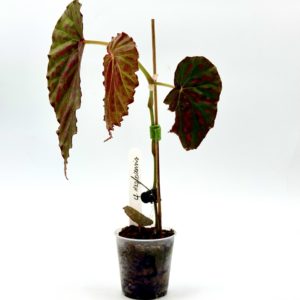 Begonia Cf Negrosensis 9