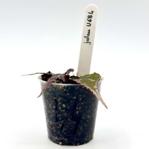 Begonia Julau U684 44