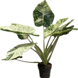 Alocasia Macrorrhiza Splash (XXL) - Précommande