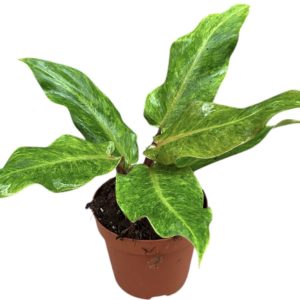 Philodendron Orange Marmalade Quadcolor (XL)