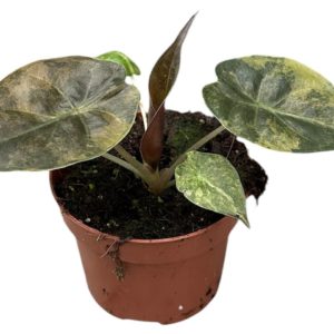 Alocasia Wentii Aurea (M) - Précommande