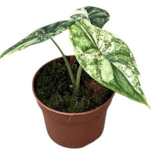 Alocasia "Dragon Scale" Variegata (M) - Précommande