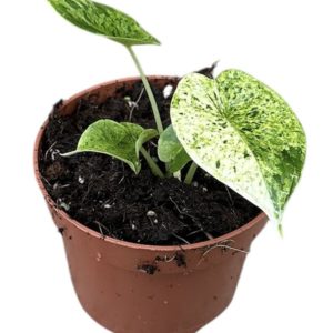 Alocasia "Dragon Scale" Mint Variegata (M) - Précommande