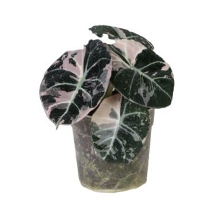 Alocasia Black Velvet Pink Variegata (M) - Précommande