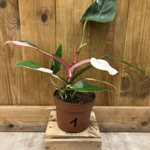 Philodendron White Princess Tricolor 1 (M)
