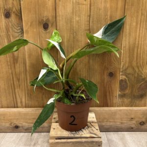Philodendron White Princess Tricolor 2 (M)