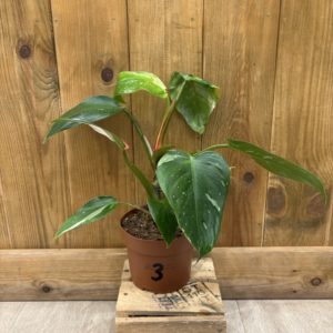 Philodendron White Princess Tricolor 3 (M)