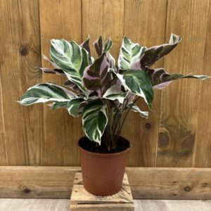Calathea White Fusion (L)