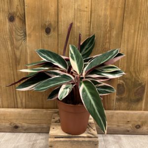 Stromanthe Sanguinea Triostar (M)