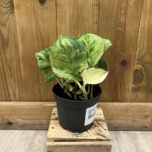 Epipremnum Pinnatum "Pothos" Manjula (M)