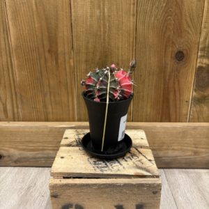 Gymnocalycium Mihanovichii Variegata (S)