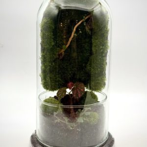 Terrarium Green Wall II - Symbium