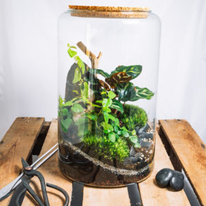 Terrarium Cebu A - Terrakit