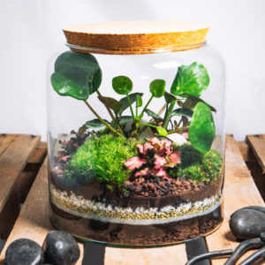 Terrarium Bintulu - Terrakit