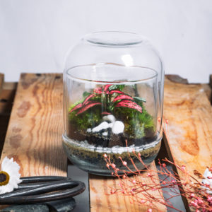 Terrarium Capsule - Terrakit