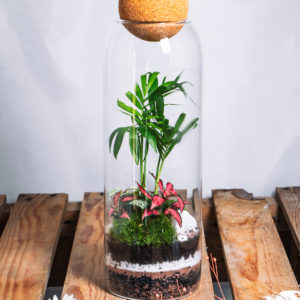Terrarium Bahia - Terrakit