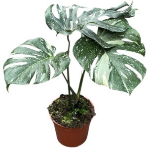 Monstera Thai Constellation (XXL) - Précommande
