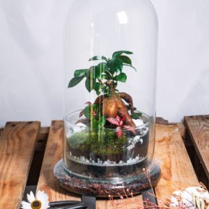 Terrarium Cloche - Terrakit